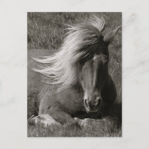 Icelandic Horse Postcard