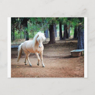 Icelandic Horse Postcard