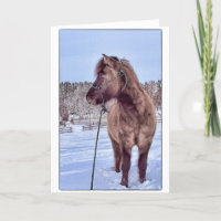 Icelandic Horse Power