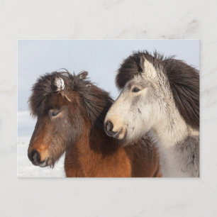 Icelandic Horse profile, Iceland Postcard