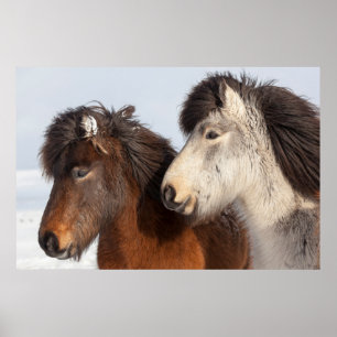 Icelandic Horse profile, Iceland Poster