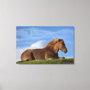 Icelandic horse resting and sky canvas print