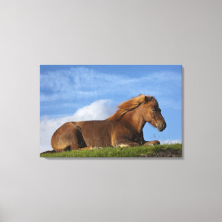 Icelandic horse resting and sky canvas print