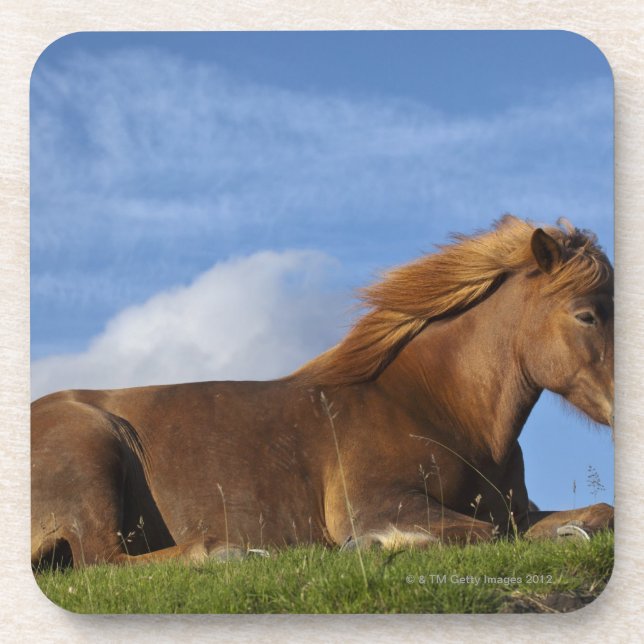 Icelandic horse resting and sky coaster (Front)