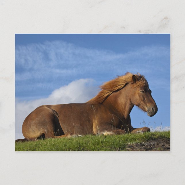 Icelandic horse resting and sky postcard (Front)
