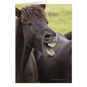 Icelandic horse with funny expression