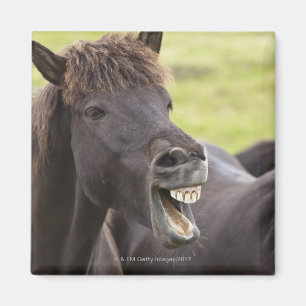 Icelandic horse with funny expression magnet