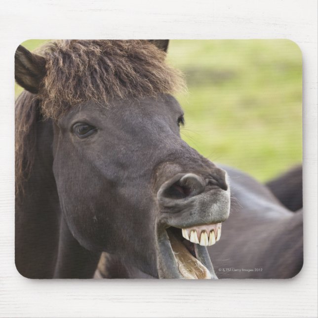 Icelandic horse with funny expression mouse pad (Front)