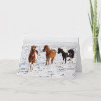 Icelandic Horse with Typical Winter Coat