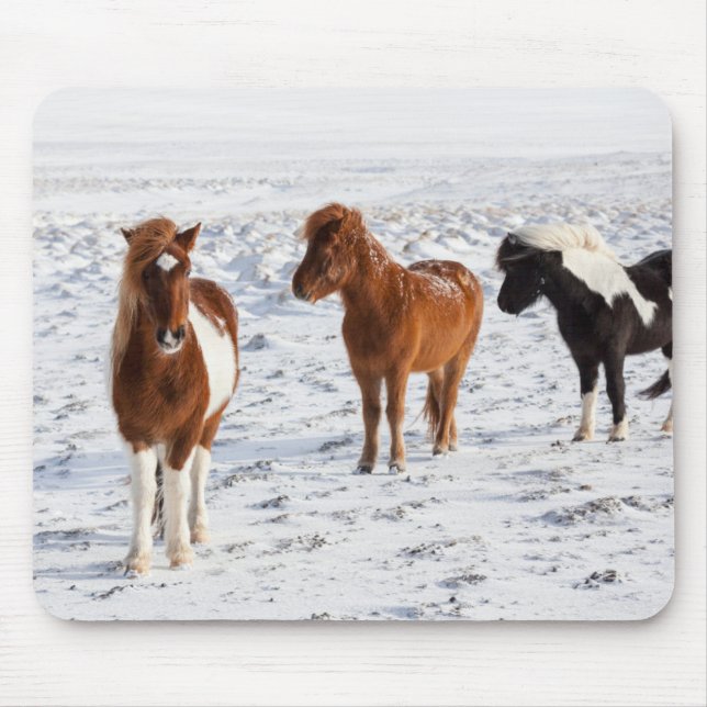 Icelandic Horse with Typical Winter Coat Mouse Pad (Front)