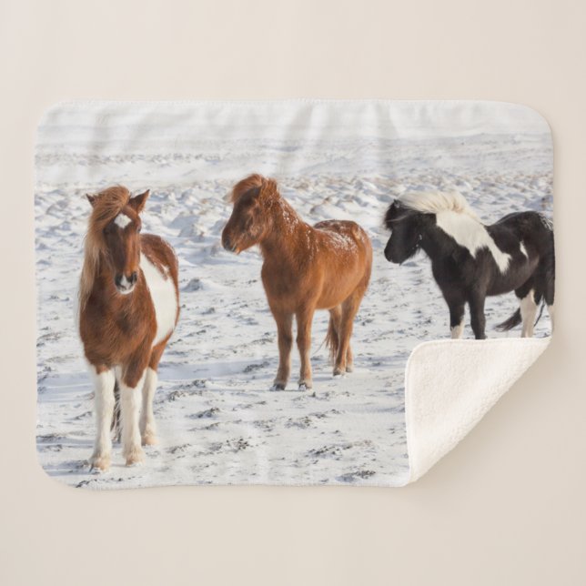 Icelandic Horse with Typical Winter Coat Sherpa Blanket (Front (Horizontal))