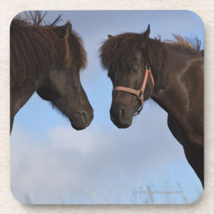 Icelandic horses facing each other coaster