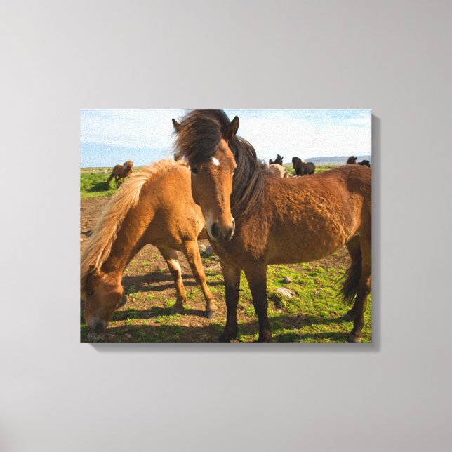 Icelandic Horses Graze Canvas Print (Front)