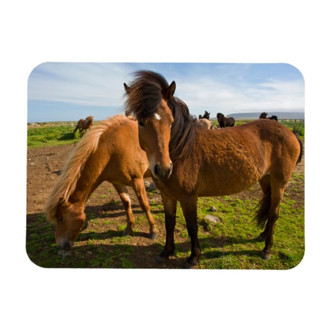 Icelandic Horses Graze Magnet (Horizontal)