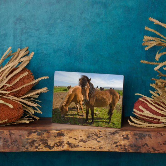 Icelandic Horses Graze Plaque (Side)