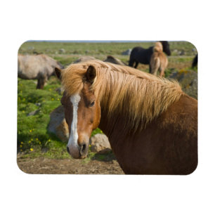 Icelandic Horses in Northeastern Iceland Magnet