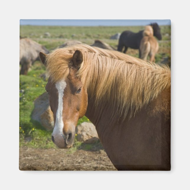 Icelandic Horses in Northeastern Iceland Magnet (Front)