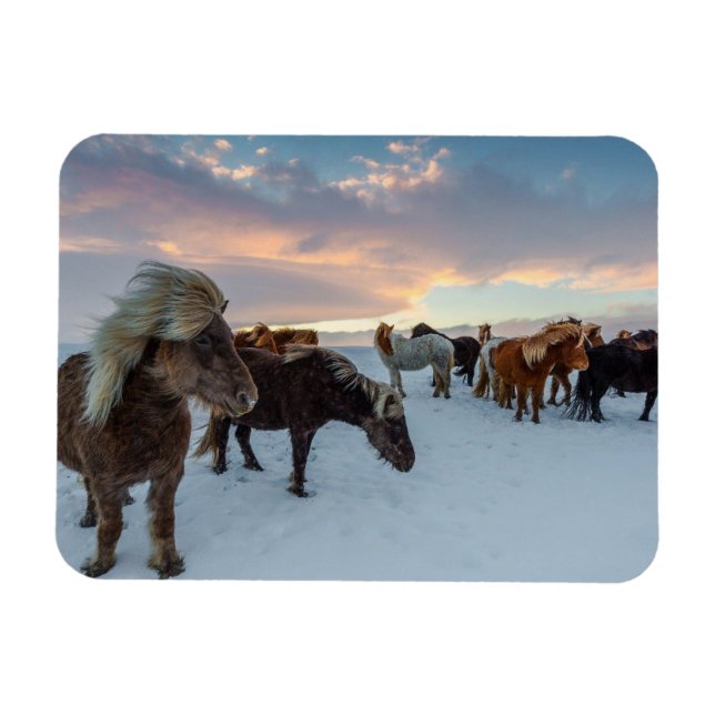 Icelandic Horses in Snow Magnet (Horizontal)