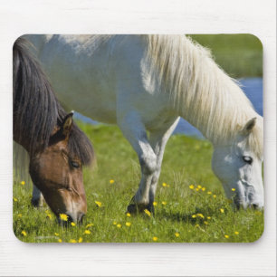 Icelandic Horses in western Iceland. Mouse Pad