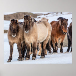 Icelandic Horses in Winter Near Hofn, Iceland Poster