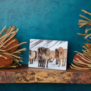Icelandic Horses in Winter Pasture Near Hofn Plaque