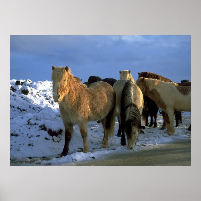 Icelandic Horses in Winter Poster (Front)