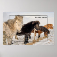 Icelandic Horses in Winter