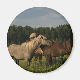 Icelandic horses magnet