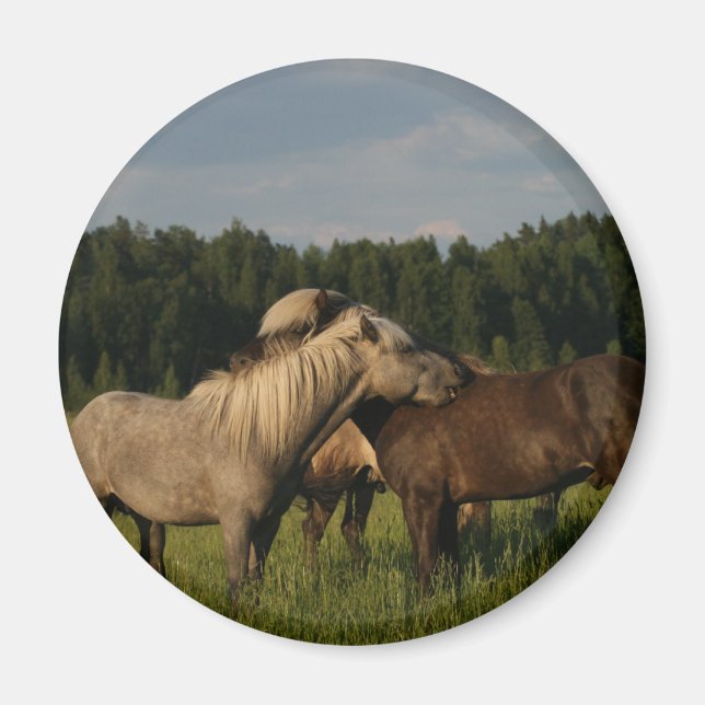 Icelandic horses magnet (Front)