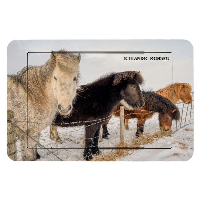 Icelandic Horses Magnet (Horizontal)