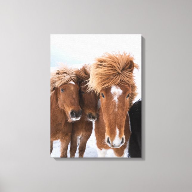 Icelandic Horses nuzzle, Iceland Canvas Print (Front)