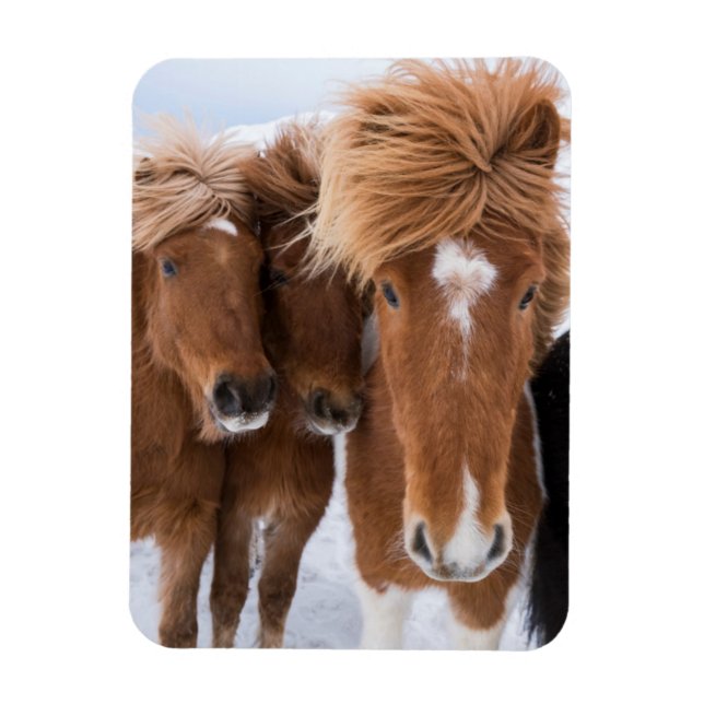 Icelandic Horses nuzzle, Iceland Magnet (Vertical)