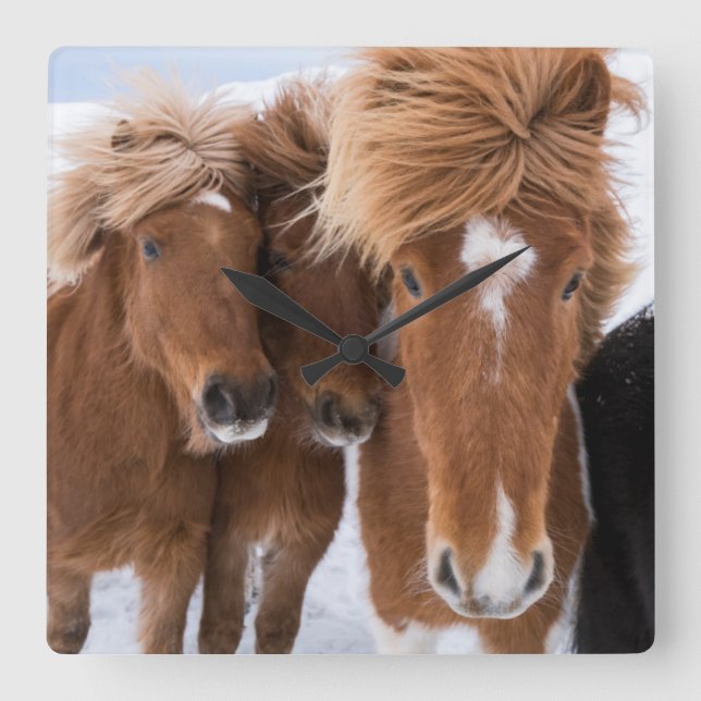 Icelandic Horses nuzzle, Iceland Square Wall Clock (Front)