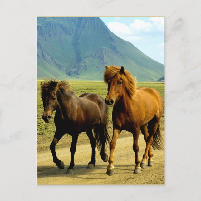 Icelandic Horses Postcard (Front)
