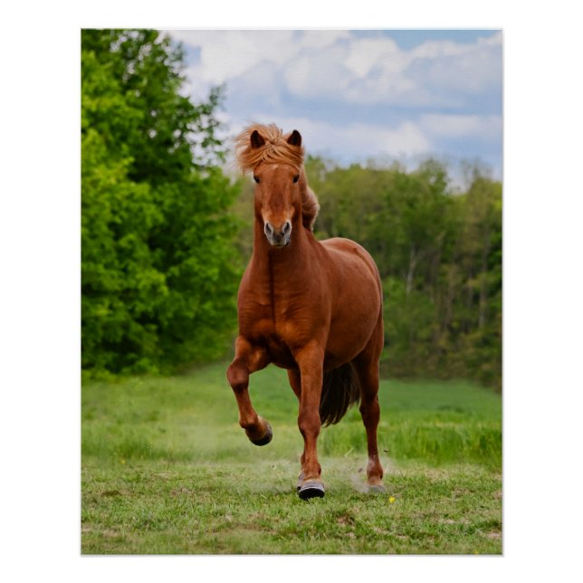 Icelandic Pony at a Tölt Funny Photo Horse Lovers Poster (Front)