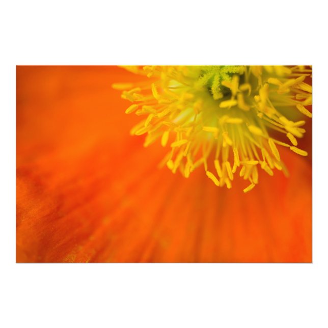Icelandic Poppy Photo Print (Front)