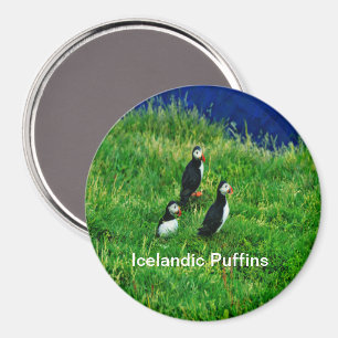 Icelandic Puffins in Summer Magnet