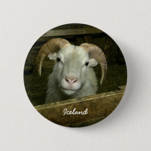 Icelandic sheep 6 cm round badge