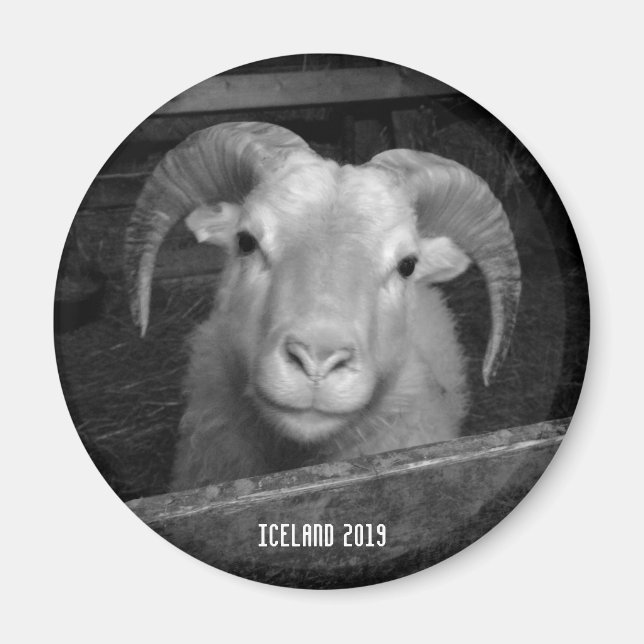 Icelandic sheep - magnet (Front)