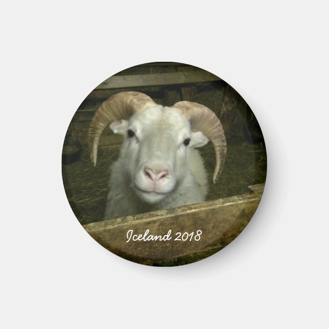 Icelandic sheep magnet (Front)
