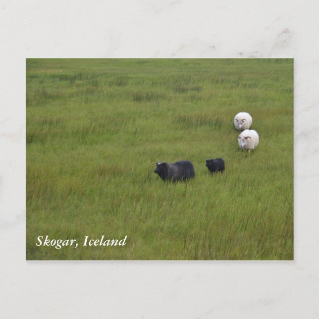 Icelandic Sheep Postcard (Front)