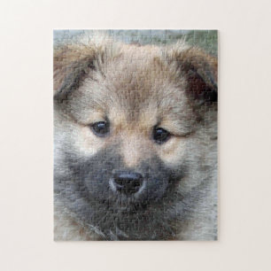 Icelandic Sheepdog 2014-0803 Jigsaw Puzzle