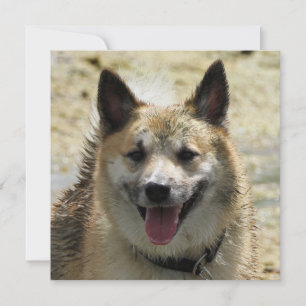 Icelandic Sheepdog 2014-0807