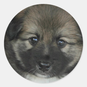 Icelandic Sheepdog 2014-0808 Classic Round Sticker