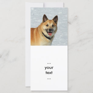 IcelandicSheepdog20150904