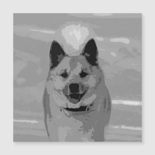 IcelandicSheepdog20151203