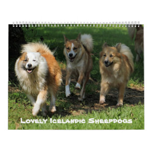 IcelandicSheepdog 001 Calendar