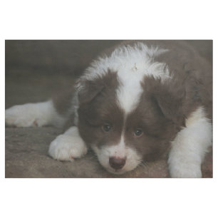 IcelandicSheepdog_20171201_by_JAMFoto Fabric