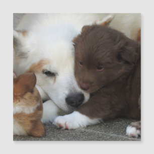 IcelandicSheepdog_20171203_by_JAMFoto