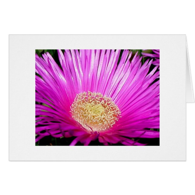 "Iceplant Blossom" (Front Horizontal)